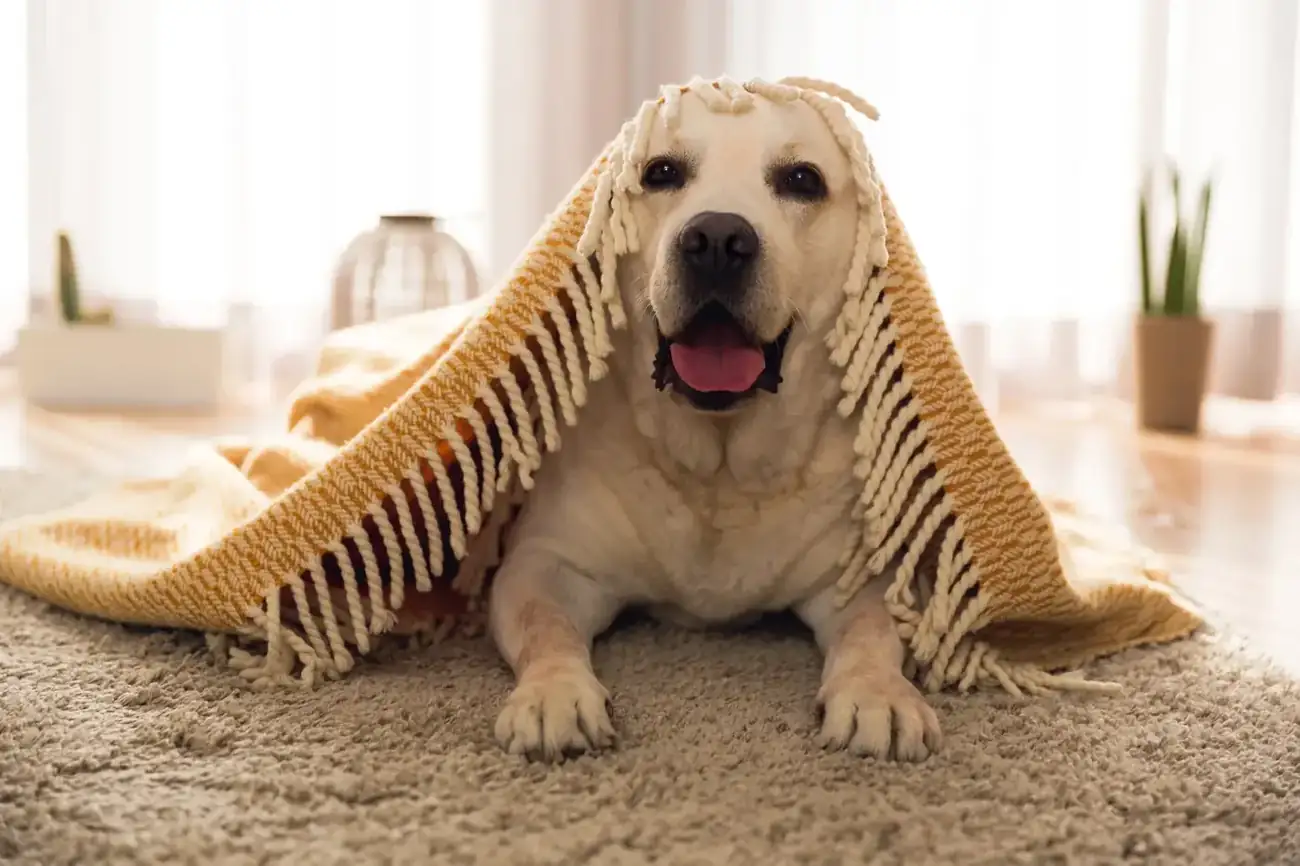 Attached Homes that Allow Pets